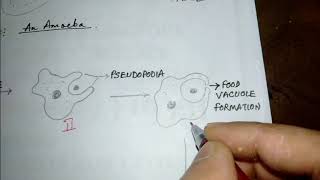 Class 10 Science ch 6 heterotrophic nutrition Part 1 [upl. by Iasi]