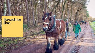 Belgisch trekpaard Katho en Marc Gommers slepen bomen in het bos van Abdij Trappisten in Westmalle [upl. by Bea]