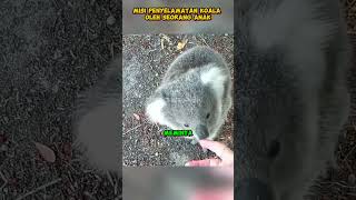 Ketika Seekor Bayi Koala Meminta Tolong shorts reels hewan koala kisahhewan ceritahewan [upl. by Tallie935]