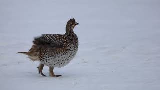 Sharp Tailed Grouse [upl. by Summer]