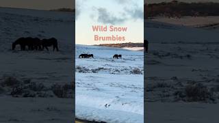 Wild Brumbies nsw brumbies snow [upl. by Acisse]