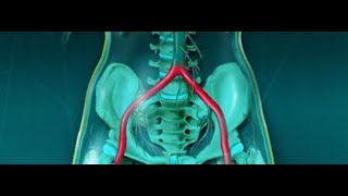 ANATOMIE FMPM ARTÈRES ILIAQUES [upl. by Estes]