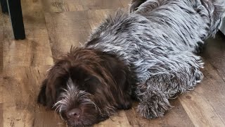 Wirehaired Pointing Griffon Opens Christmas Presents 2023 toys family hunting dogs [upl. by Puiia541]