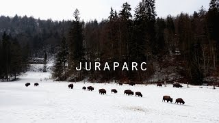 Juraparc  bisons wolves amp bears [upl. by Shermy941]