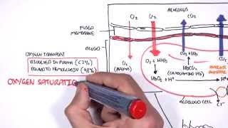 Respiration Gas Exchange [upl. by Darnall]