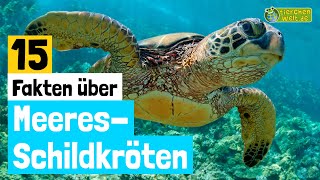 15 SteckbriefFakten über Meeresschildkröten  DokuWissen über Tiere  für Kinder [upl. by Tonie]