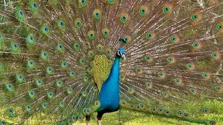 Peacock Dance Display  Peacocks Opening Feathers HD amp Bird Sound [upl. by Janenna312]