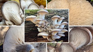 Austernseitling Verwechslung amp Zubereitung  Austernpilz Winterauster  Pleurotus ostreatus [upl. by Lisette771]