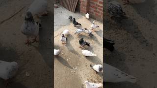 🦅Koyla kabutar Q shorts pigeon trending kabutar viralvideo birds [upl. by Misti]