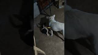 Royal Rumble dog dogtraining fighting puppy [upl. by Beverie83]