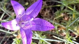 Campanilla silvestre Campanula lusitanica [upl. by Maise]