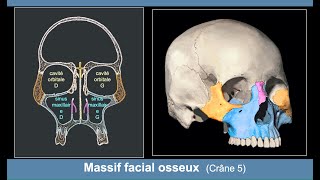 Anatomie du massif facial osseux Ostéologie du crâne 5 [upl. by Guss]