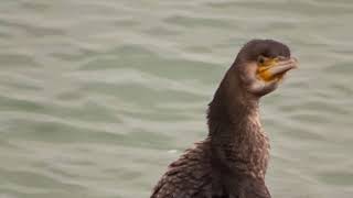 The eye of the cormorant  het oog van de aalscholver [upl. by Ellac301]