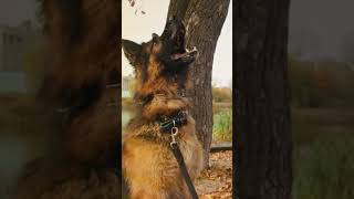 German Shepherd vs Doberman Pinscher 🐕🆚🐾 [upl. by Elbag316]