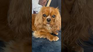 Cavalier King Charles Spaniel protecting a newborn baby and owner [upl. by Chita]