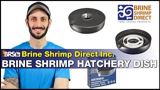 Hatch your own live saltwater fish food Brine Shrimp Direct Hatchery Dish amp BRS Brine Shrimp Eggs [upl. by Wilfrid]