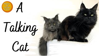 A Talking Cat Maine Coon Cats [upl. by Doi302]