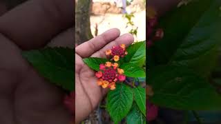 Lantana Plant Rare variety [upl. by Fitting587]