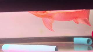 1 week of tanning arowana [upl. by Shira]