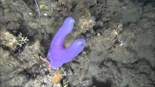 DSTNRF ACEP Spatial Solutions Project Benthic ctenophore feeding [upl. by Irtimd]