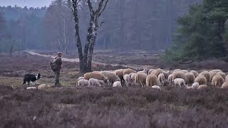 De Schatkist van Gelderland 11 mei 2019  Schaapskudde Loenermark [upl. by Mercy748]