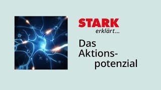 Das Aktionspotenzial  STARK erklärt [upl. by Bilac]