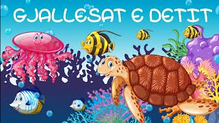 Gjallesat kafshet e detit dhe oqeanit  Sea and ocean animals KanaliDiell [upl. by Reinert]