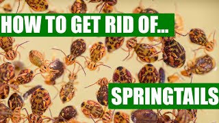 How To Get Rid Of Springtails Guaranteed  3 Easy Steps [upl. by Adamok]