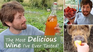 How to Make Strawberry Wine  Easy Recipe For Beginners [upl. by Leona61]