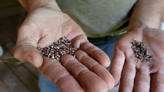 Planting Sorghum [upl. by Ednarb761]