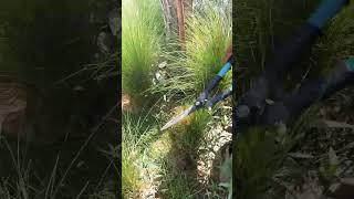 Pennisetum Grass Cutting viralvideo youtubeshorts shorts youtube shortvideo foryou subscribe [upl. by Yniatirb]