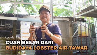 Jurus Sukses Budidaya Lobster Air Tawar Modal Kecil Auto Untung Besar [upl. by Trever]