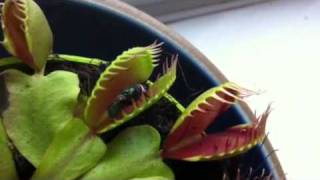 Venus fly trap in action [upl. by Lemhaj]