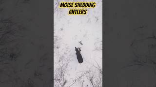 Moose shedding antlers deer bullmoose moosehunting snow [upl. by Manly]