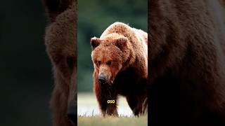 ¡Oso Grizzly vs Puma osogrizzly vs puma animalessalvajes [upl. by Trici]