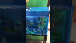 beautiful mini aquarium setup small aquarium setup aquarium​ shortvideo​ shorts​ [upl. by Rosalinde910]