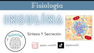 Fisiología Endocrina  Insulina Síntesis Y Secreción [upl. by Cleopatre]