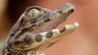 Adorable Baby Caiman Crocodile  Deadly 60  Earth Unplugged [upl. by Hnad]