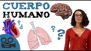 Sistemas de cuerpo HUMANO  Órganos del cuerpo [upl. by Ledairam]