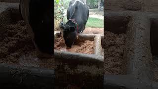 Rajput dairy farm [upl. by Aseral]