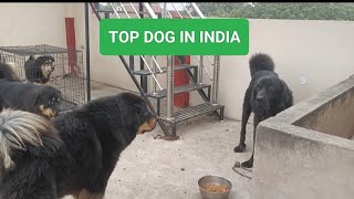 GADDI DOG REACTION FOOD⁉️💪खाना देखते ही खतरनाक हो जाते है ये डॉग gaddidog [upl. by Bloomer758]