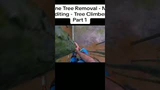 Pine Tree Removal  No Editing  Tree ClimberPart 1cutting treecutting usa edit chaisawman [upl. by Adyl]