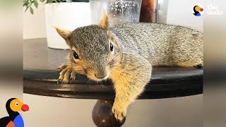 Woman Rescues Baby Squirrel — Then Becomes A Complete Squirrel Mom  The Dodo [upl. by Costa147]