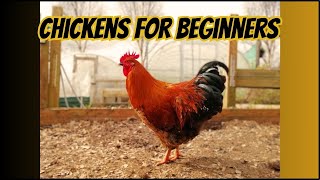 Backyard Chickens for beginners Watch this before you get your first chickens [upl. by Wera189]