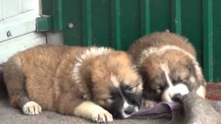 Kennel Sormovskaya Zarya Caucasian Shepherd puppies for sale [upl. by Tallia]