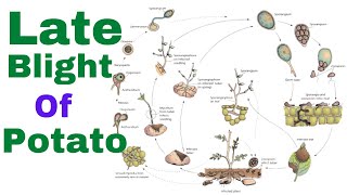 Late blight of potato  Phytophthora infestans  Irish potato famine  disease cycle  Symptom [upl. by Pestana]