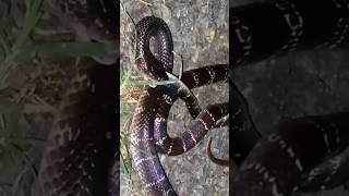 king cobra eating another snake 🐍 shorts cobra wildlife trending kingcobra snake vlog [upl. by Yrehcaz]