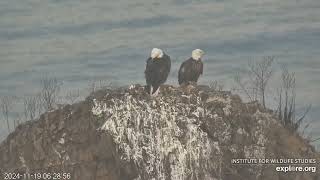 West End Bald Eagles 11192024 0917 [upl. by Lorita]