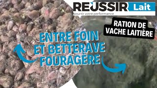 Betteraves fourragères et foin forment un duo gagnant [upl. by Astrea]