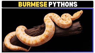 Invasive Giants The Burmese Python’s Impact on Wildlife [upl. by Barayon345]